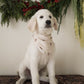 Bamboo Bandana | Gingersnap