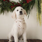 Bamboo Bandana | Gingersnap